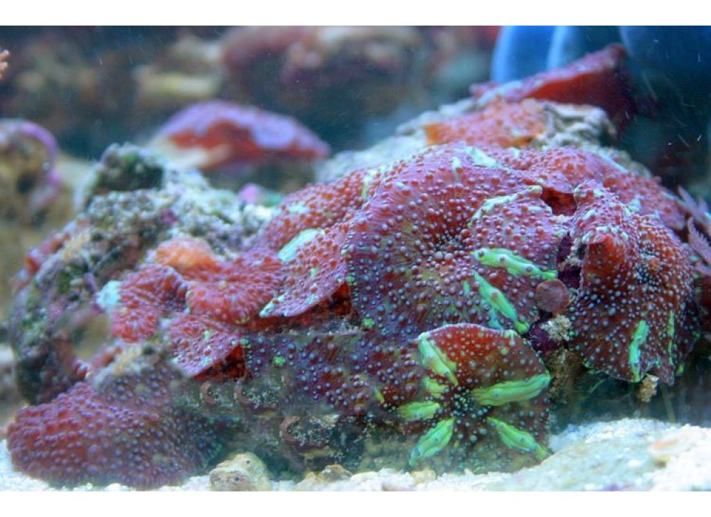 Discosoma spp. 7 L