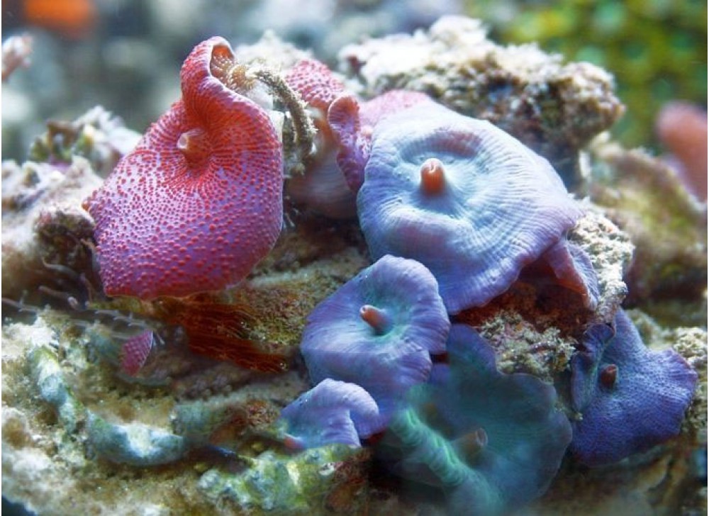Discosoma spp. L