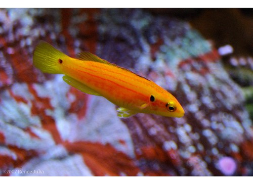 Bodianus bimaculatus S