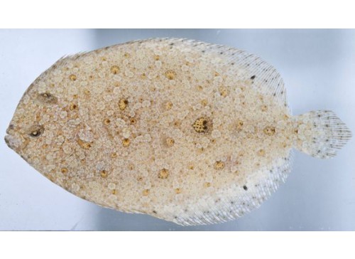 Bothus ocellatus S/M