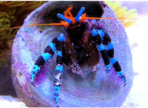 Calcinus elegans