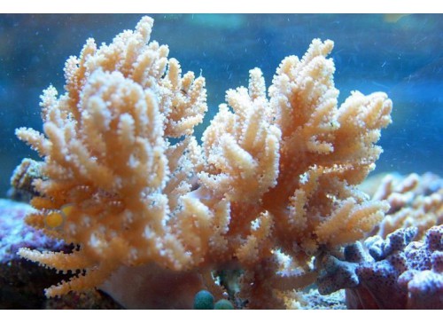 Cladiella spp. 2 L