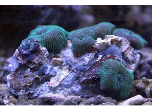 Discosoma spp. 4 L
