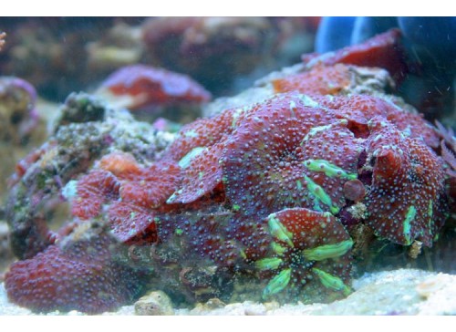 Discosoma spp. 7 L