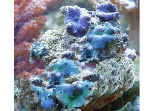 Discosoma spp. L