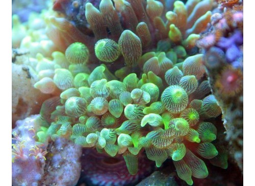 Entacmaea quadricolor 2