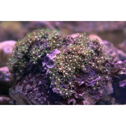 Briareum spp. 2 S Ultra fluo