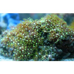 Briareum spp. 4 L