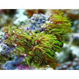 Briareum spp. M