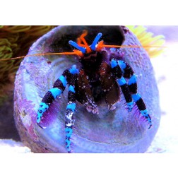Calcinus elegans