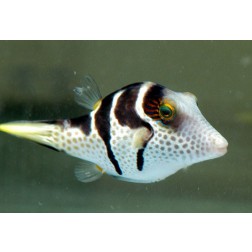 Canthigaster valentini S