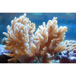 Cladiella spp. 2 L