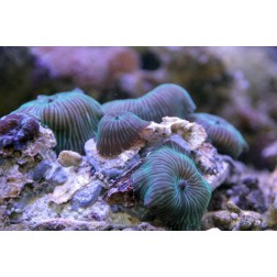 Discosoma spp. 4 L