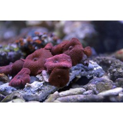 Discosoma spp. 4 L