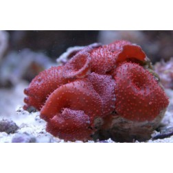 Discosoma spp. 4 M