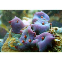 Discosoma spp. 8 M
