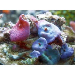 Discosoma spp. L
