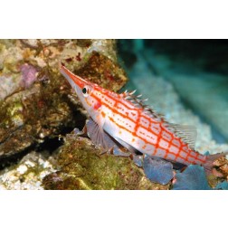 Oxycirrithes typus
