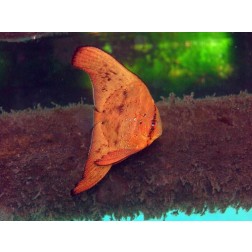 Platax orbicularis S